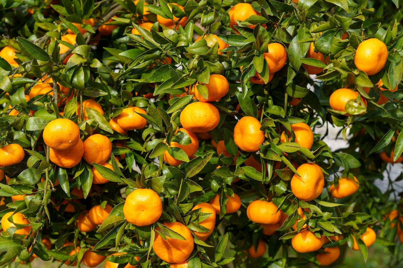 柑橘类水果是凉性还是热性，吃了会不会上火？